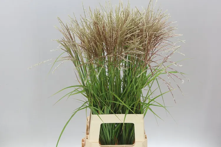 Miscanthus Fern Osten W 80 cm