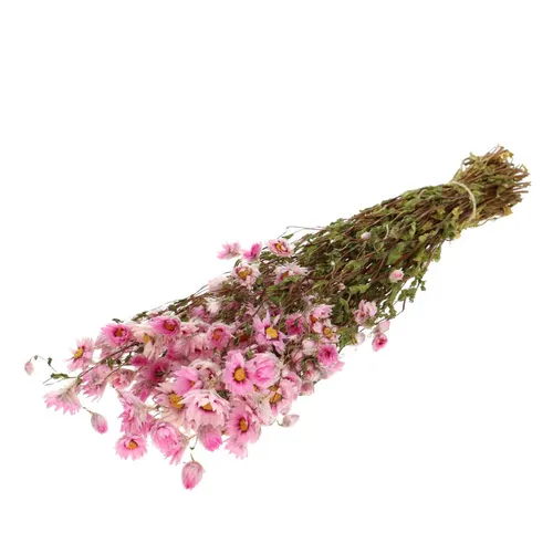 Sušený kvet Rhodante ružová 50 cm