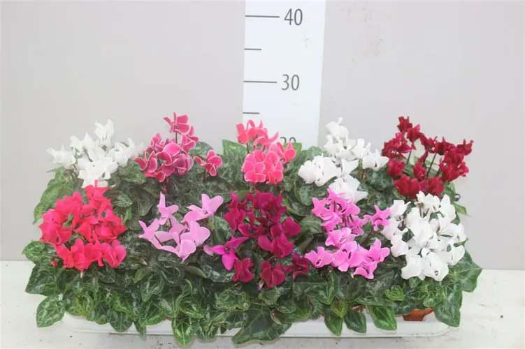 Cyclamen Kl Super Carino Gemengd črepník 10,5 cm