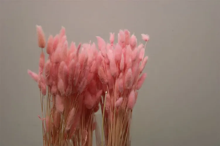 Dried Lagurus Light Pink 65 cm