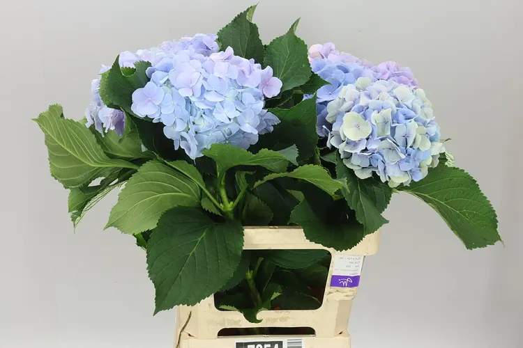 Hyd Verena Lavender 65 cm