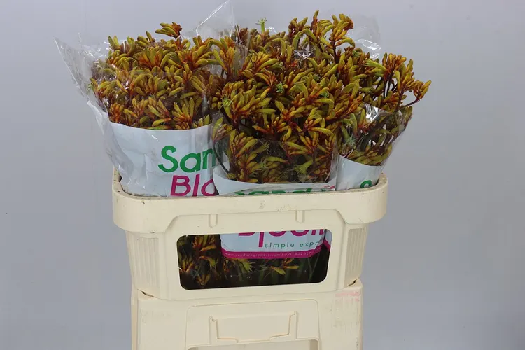 Anigozanthos Gold Fever 70 cm