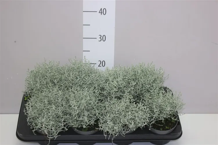 Calocephalus Br Challenge črepník 12 cm