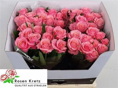 Rosa Gr Barby 60 cm
