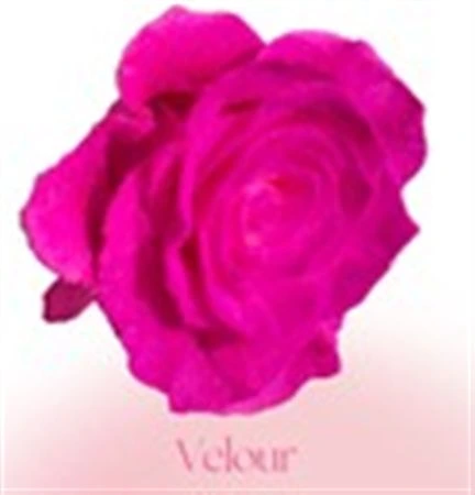 Ruža farbená Velour, Ekvádor 50 cm