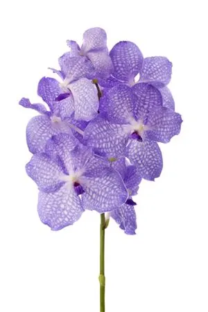 Vanda Kan Angelite