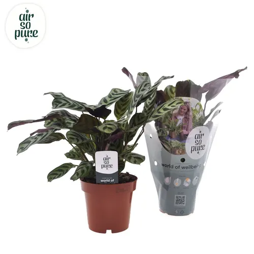 Ctenanthe Burle Marxii črepník 12 cm