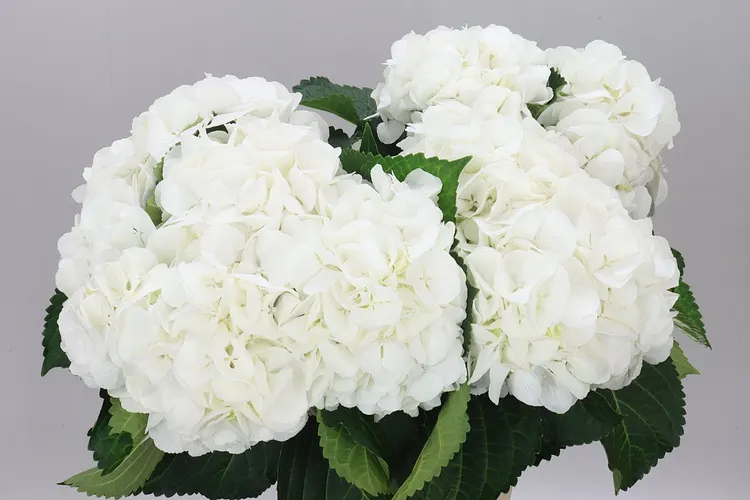 Hyd Schneeball 65 cm