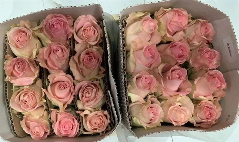 Rosa Gr Ec Blessing 50 cm