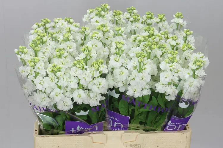 Matthiola White 55 cm
