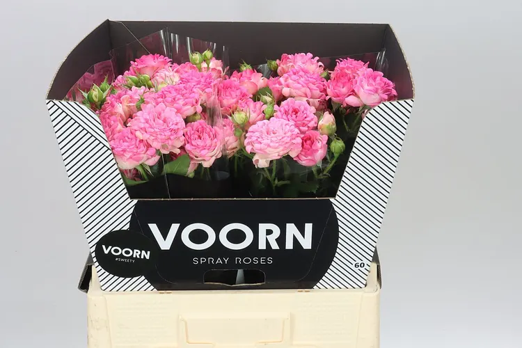 Rosa Tr Sweety 60 cm