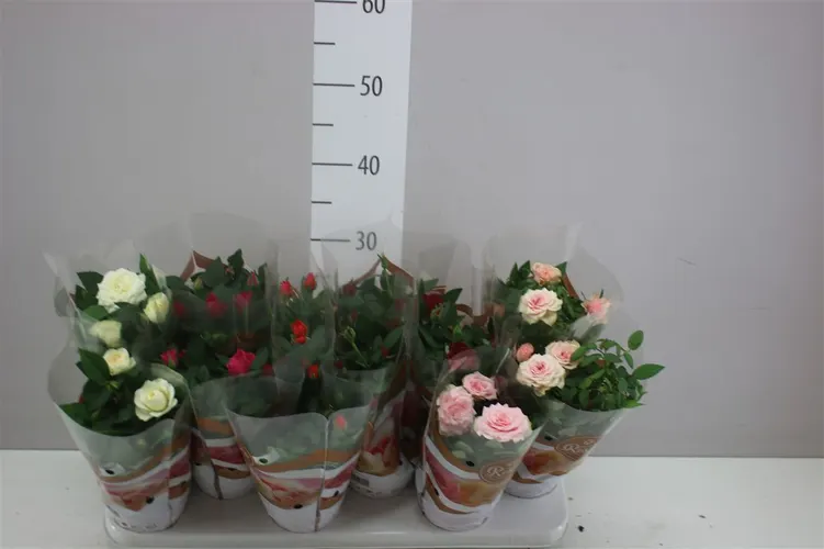 Rosa Favourite Gemengd črepník 10,5 cm