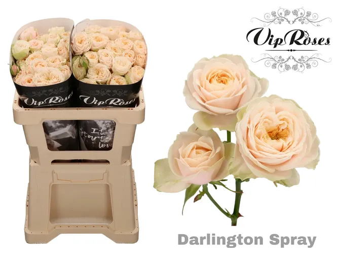 R Tr Darlington 50 cm