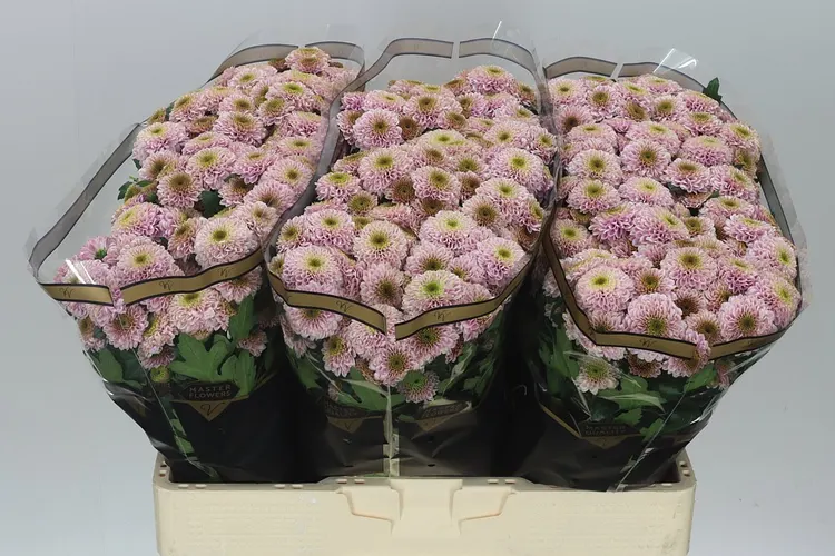 Sant Doria Pink 55 cm