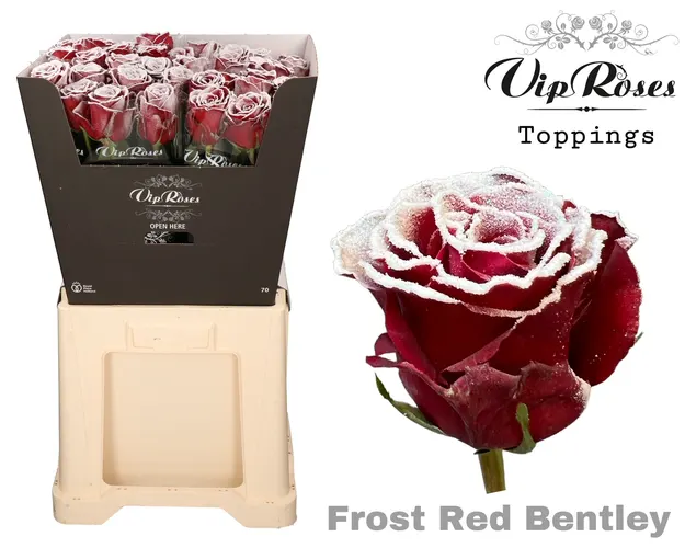 Ruža Frost Red Bentley X20 70 cm
