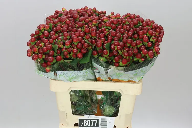 Hyp Mag Seasons 60 cm