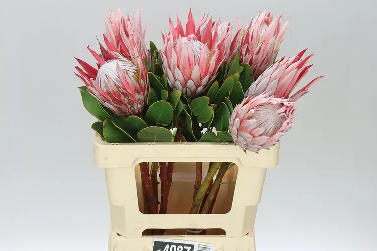 Protea Cynaroides 60 cm