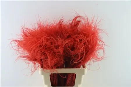 Stypha Red 60 cm