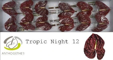 Antúrium Tropic Night