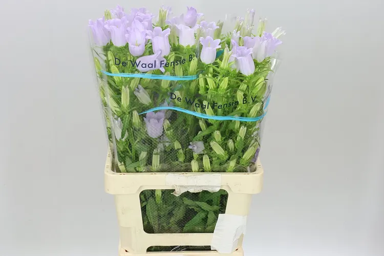 Campanula M Champ Lavender 70 cm
