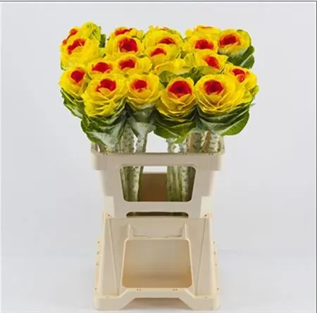 Brassica Painted Yellow Red 60 cm