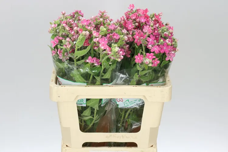 Oxypetalum Pink Harmony 55 cm