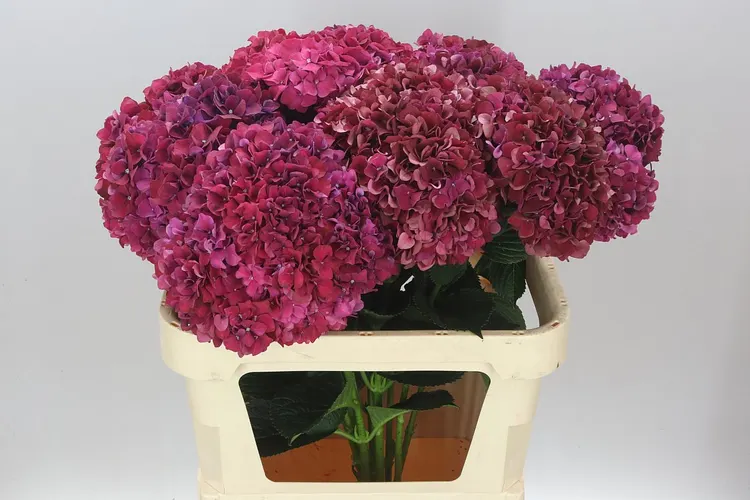Hyd Ruby Aubergine 80 cm