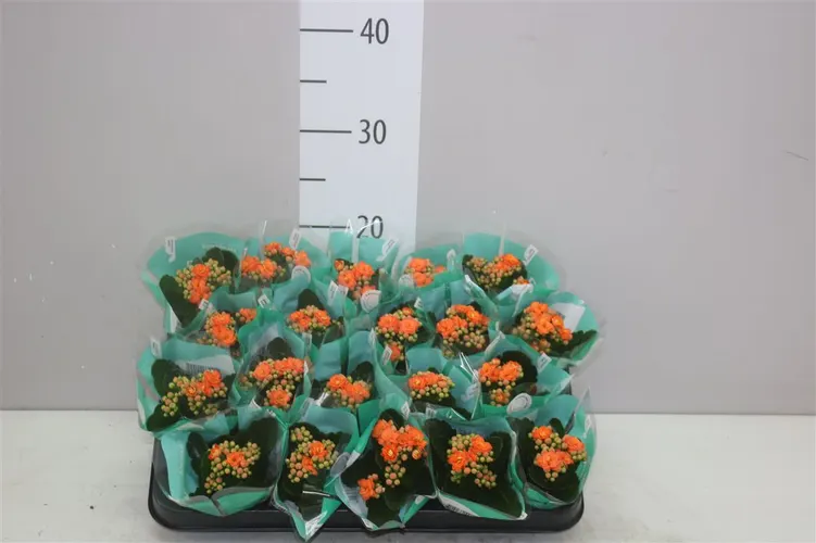 Kalanchoe (hlavný sklad)
