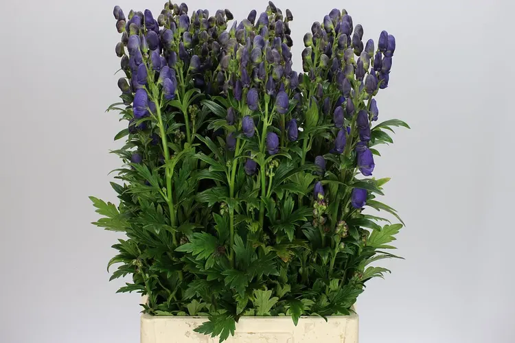 Aconitum Car Arendsii 80 cm