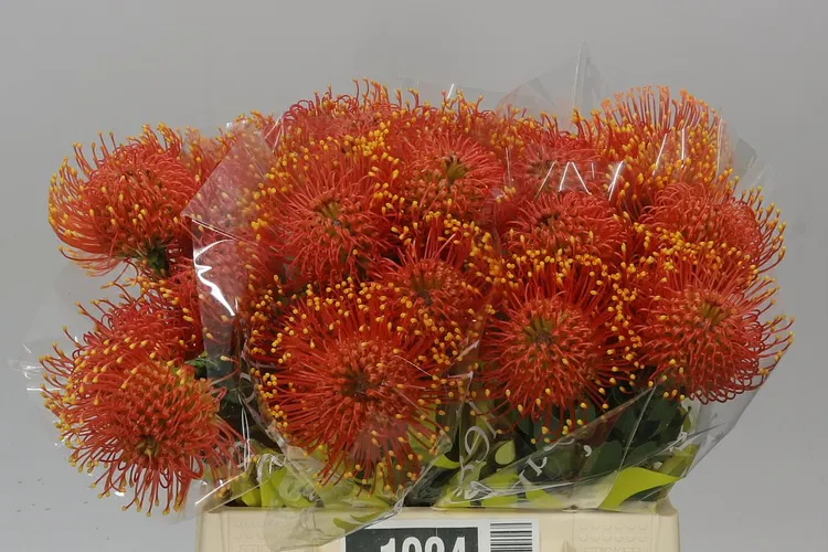 Leucospermum Gold Dust 40 cm