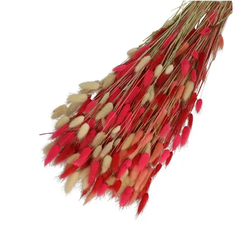 Sušený kvet Lagurus mix ružová 65 cm