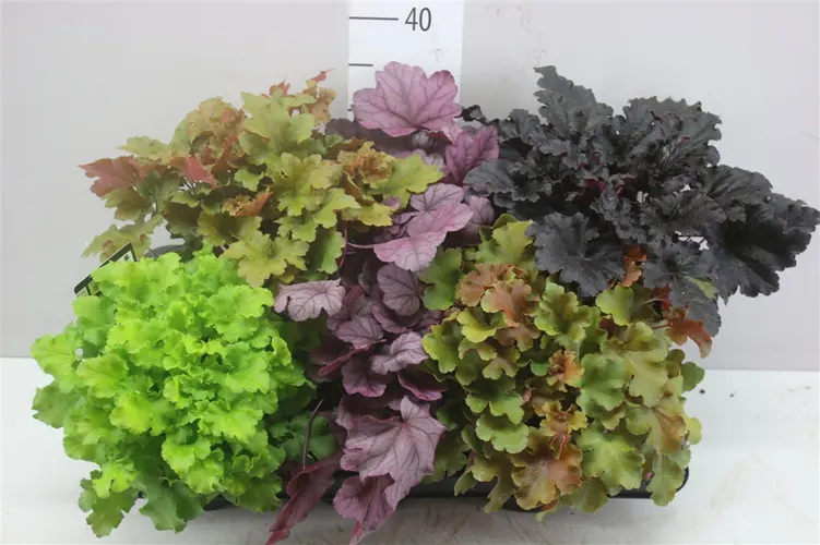 Heuchera Gemengd črepník 17 cm