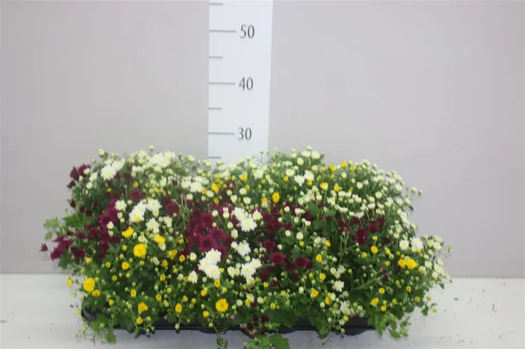 Chrysanth In Gardenmumsaic Carnaval Mix In Pot črepník 12 cm