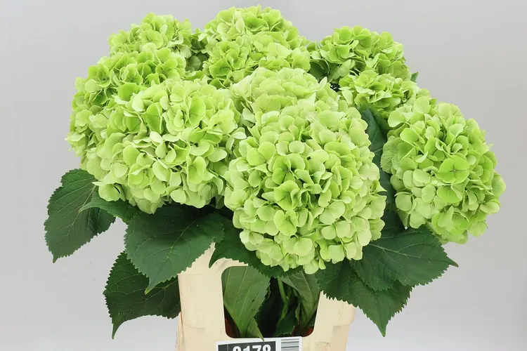 Hyd Verena Green Classic 60 cm
