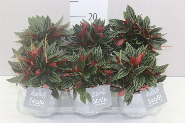 Peperomia Rosso White Wash v keramike črepník 11 cm