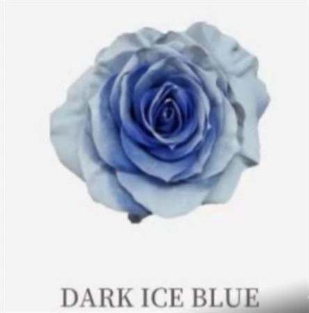 Ruža farbená Dark Ice Blue, Ekvádor 50 cm