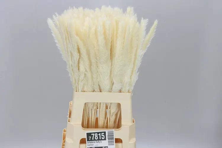 Cortaderia Fluffy Bleached 65 cm