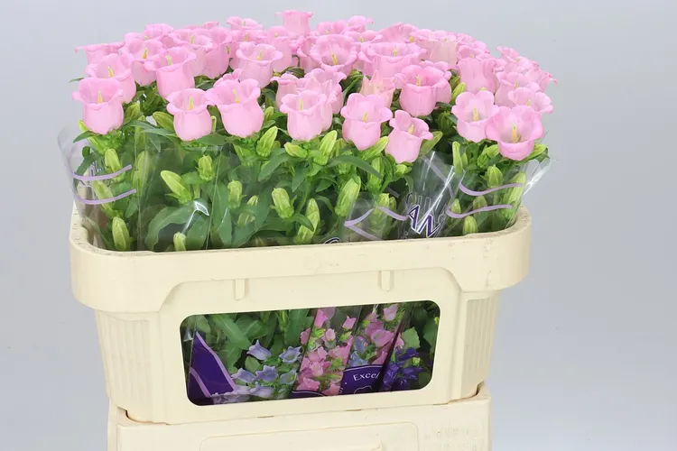 Campanula M Champ Pear Pink 70 cm