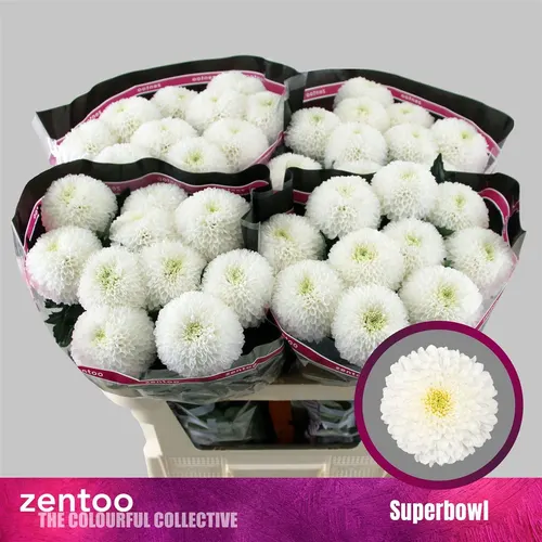 Chr G Superbowl 70 cm