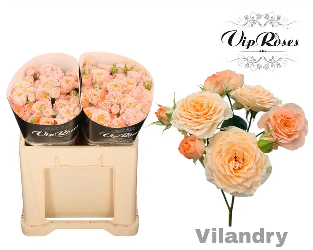 R Tr Vilandry 50 cm