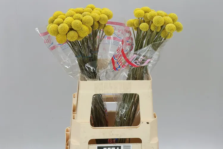 Craspedia Big Yellow 55 cm