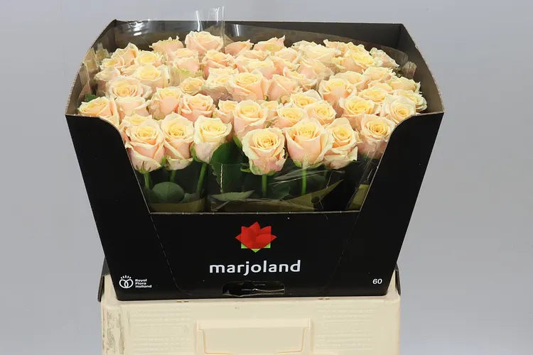 Rosa Gr Bellini! 60 cm