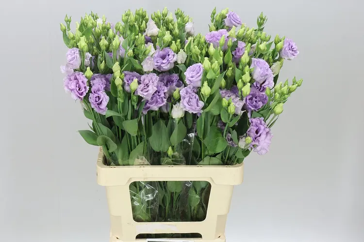 Eus G Corelli Lavendel 72 cm