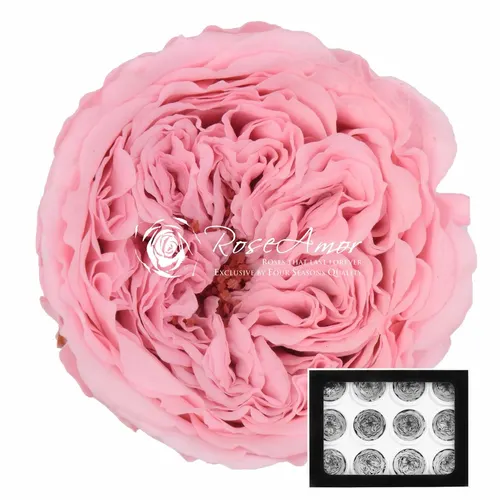 Stabilizovaná ruža Amelia ⌀ 4 cm, ružová PIN04
