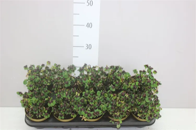 Oxalis Deppei črepník 12 cm