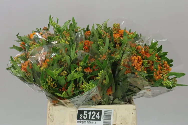 Asclepias Tuberosa 40 cm