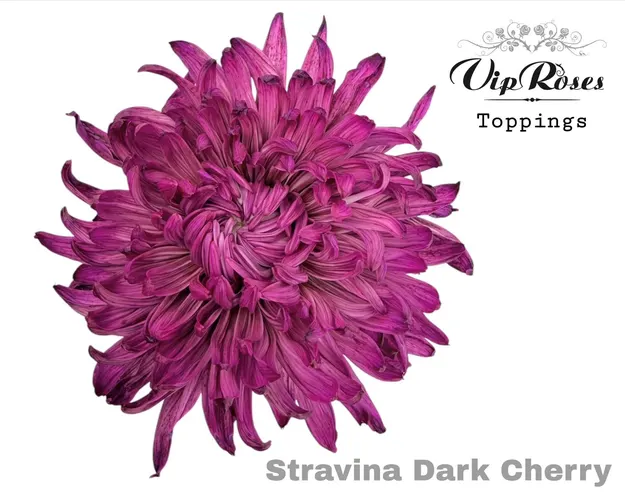 Chr G Stravina Dark Cherry 65 cm