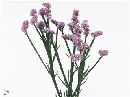 Lim. S Milka Imp 70 cm
