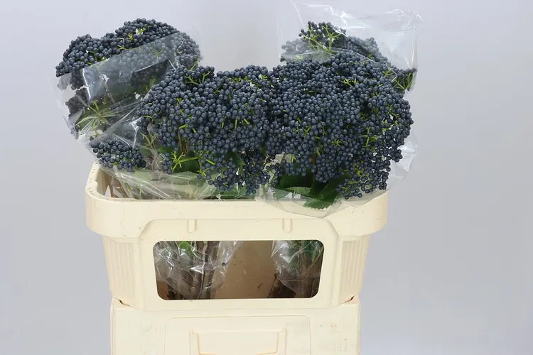 Viburnum De Inge 70 cm