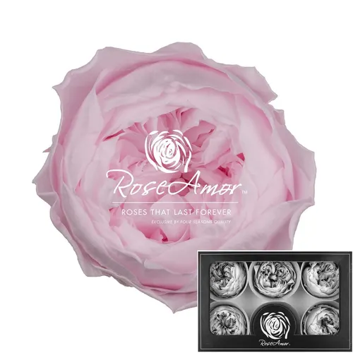 Stabilizovaná záhradná ruža Niki XL ⌀ 6 cm, ružová PIN99